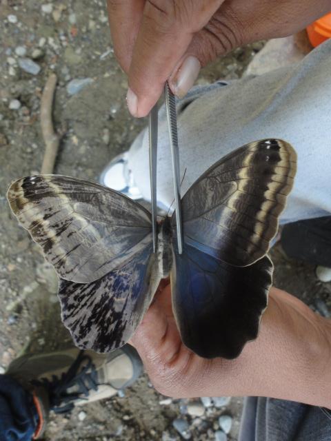CALIGO SSP GYNANDROMORPH PERU (Internet Image property of respective owner, non-commercial use only)